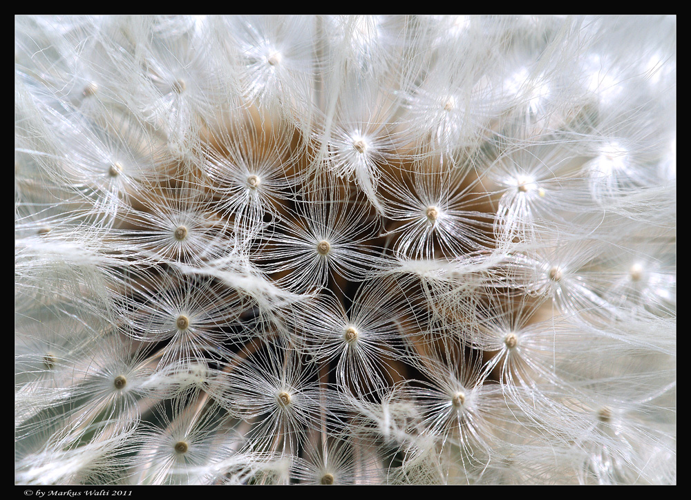 Pusteblume