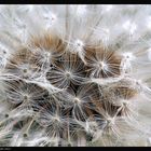 Pusteblume