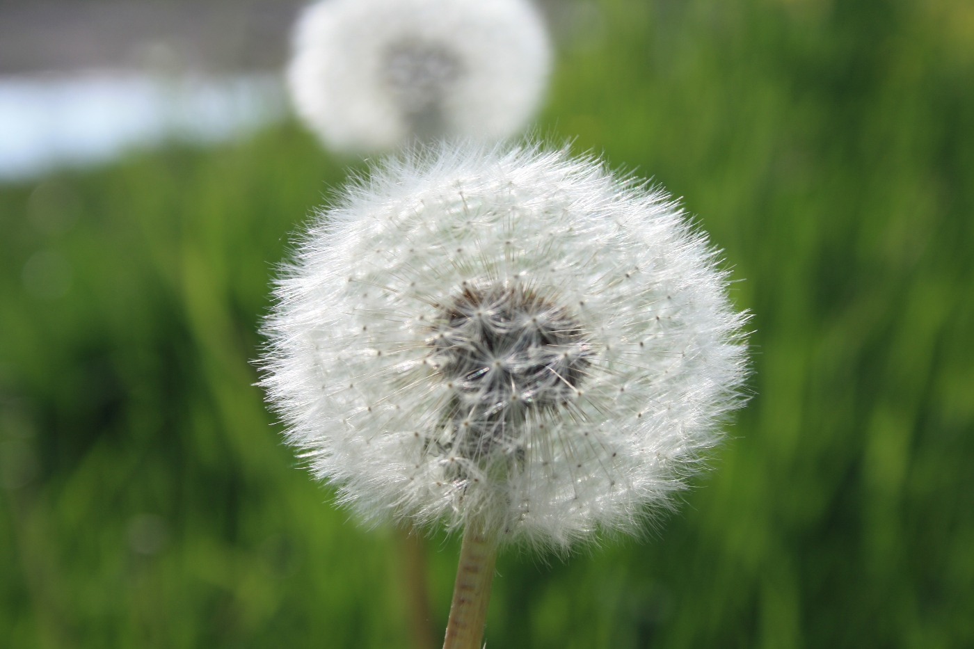 Pusteblume