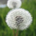 Pusteblume