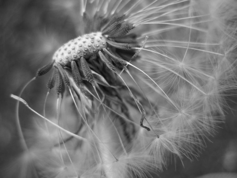 Pusteblume