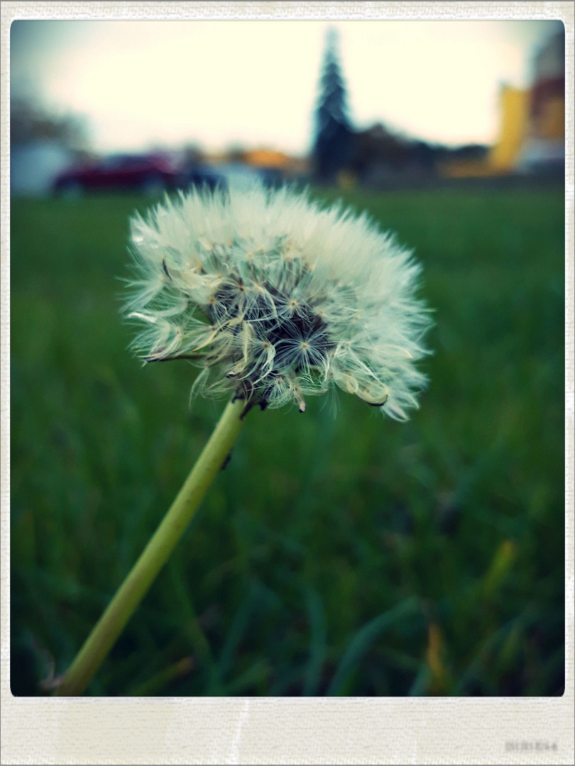 Pusteblume