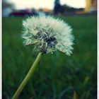 Pusteblume