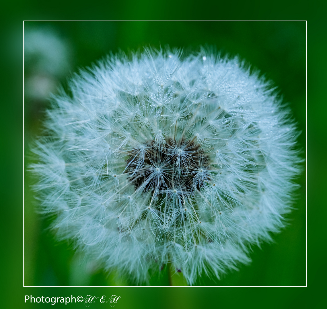 Pusteblume