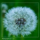 Pusteblume