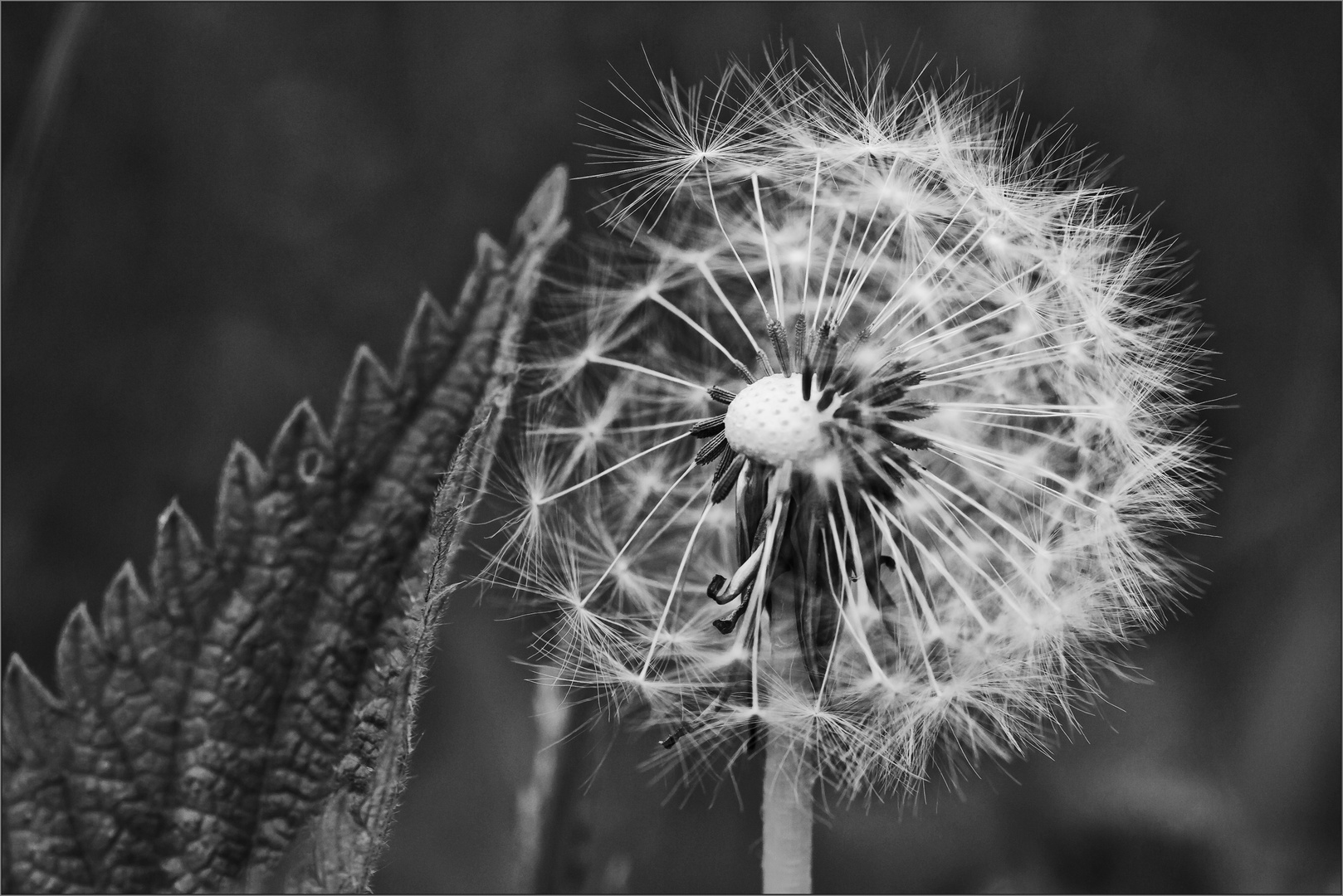 Pusteblume