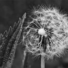 Pusteblume