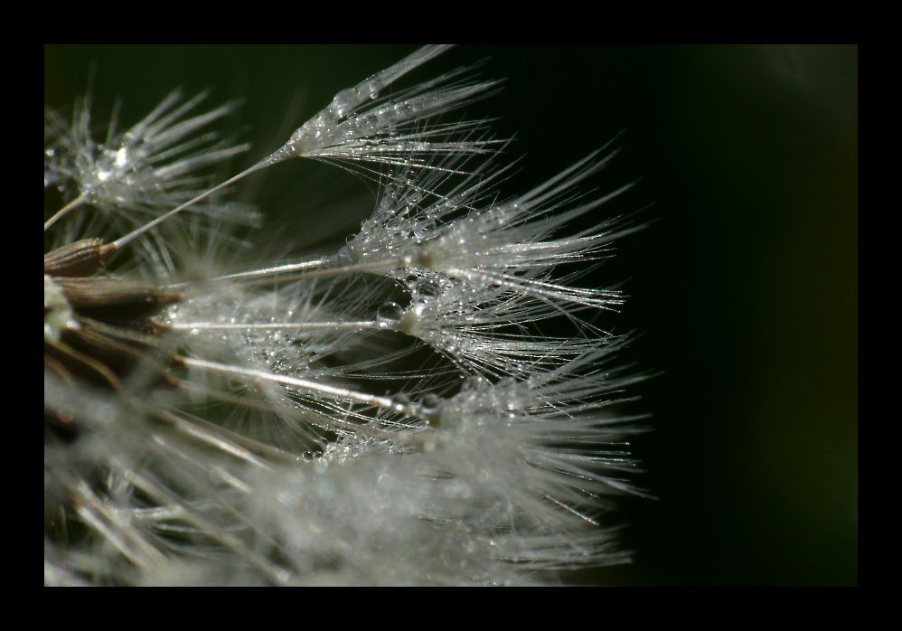 Pusteblume