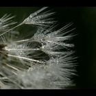 Pusteblume