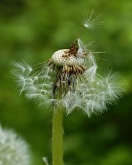 Pusteblume