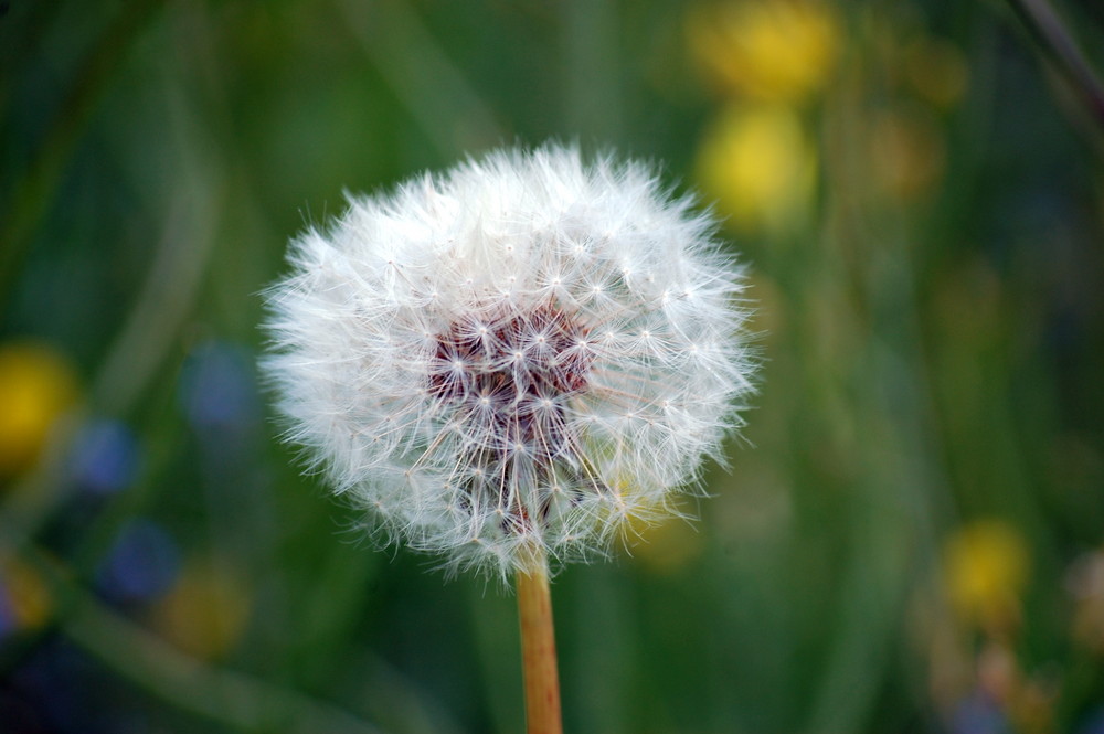 Pusteblume