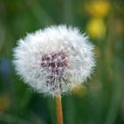 Pusteblume