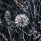 Pusteblume