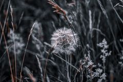 Pusteblume