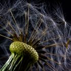 Pusteblume