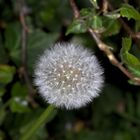 Pusteblume