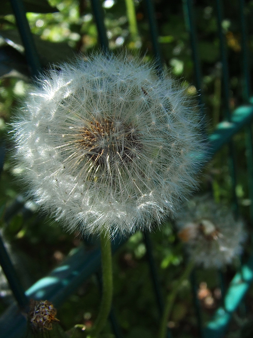 Pusteblume