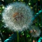 Pusteblume