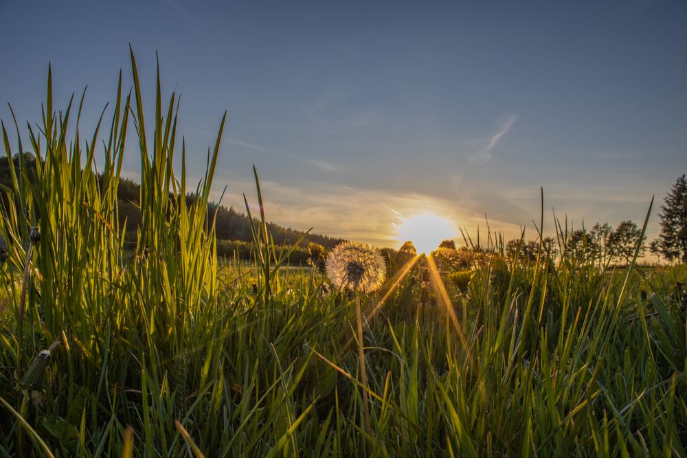 Pusteblume