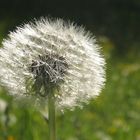 Pusteblume