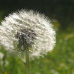 Butterblumen, Pusteblumen