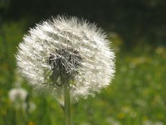 Pusteblume