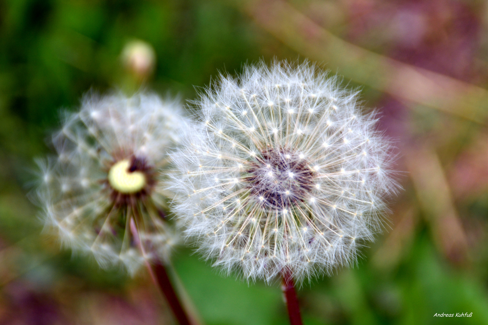 Pusteblume