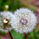 Pusteblume