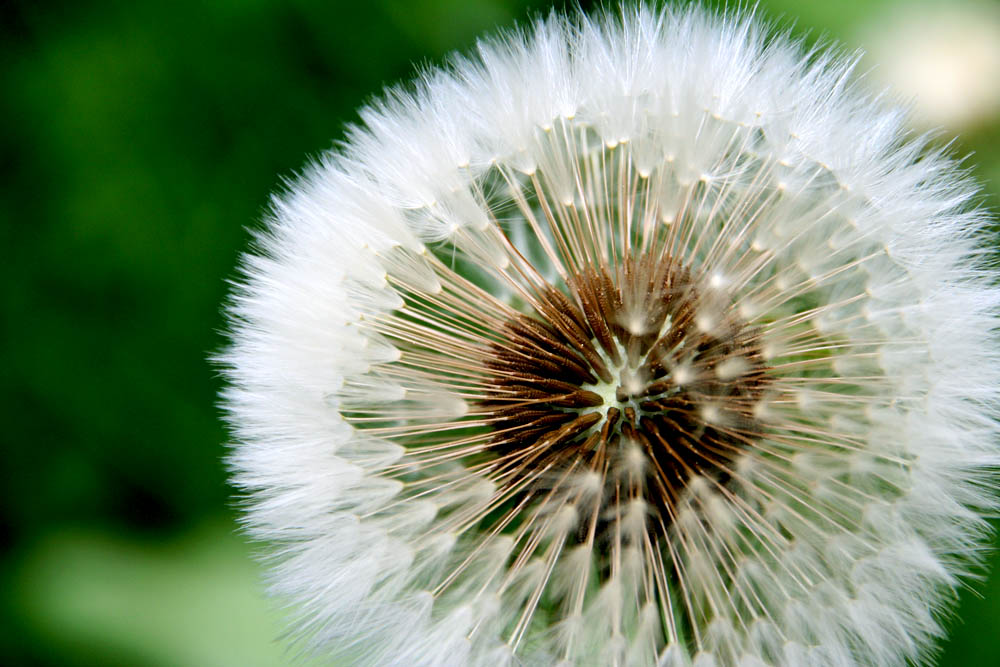 Pusteblume