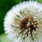 Pusteblume