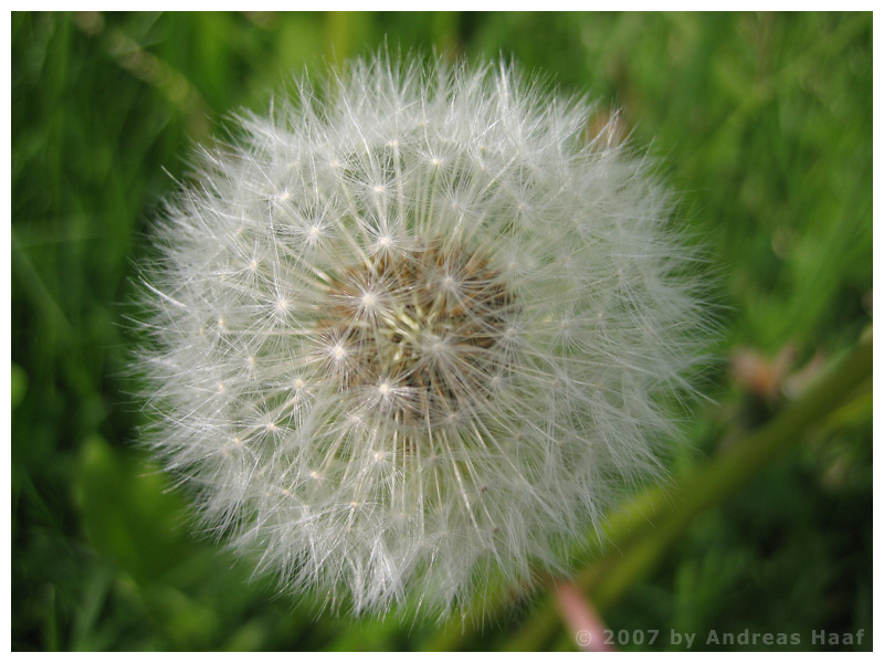 "Pusteblume"