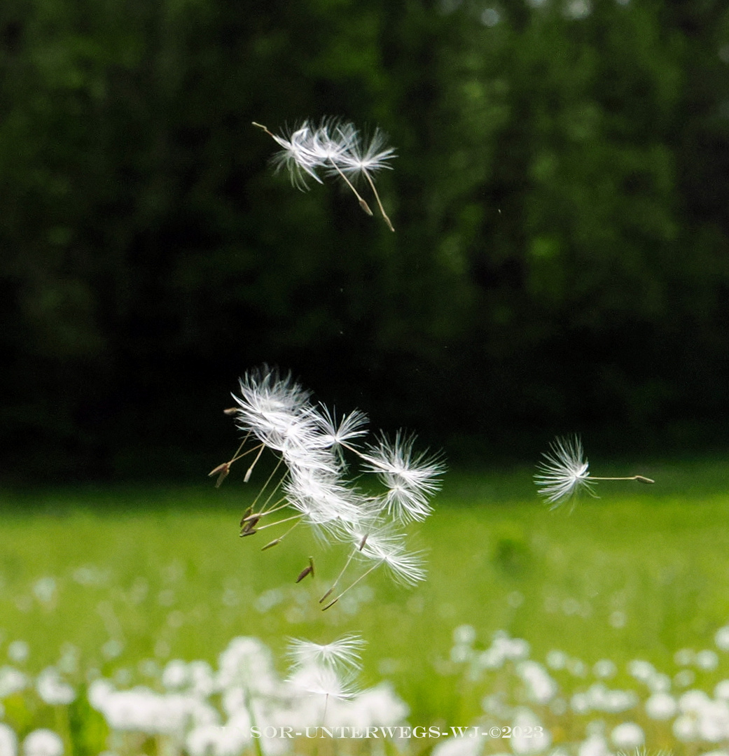 Pusteblume