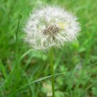 Pusteblume