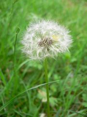 Pusteblume