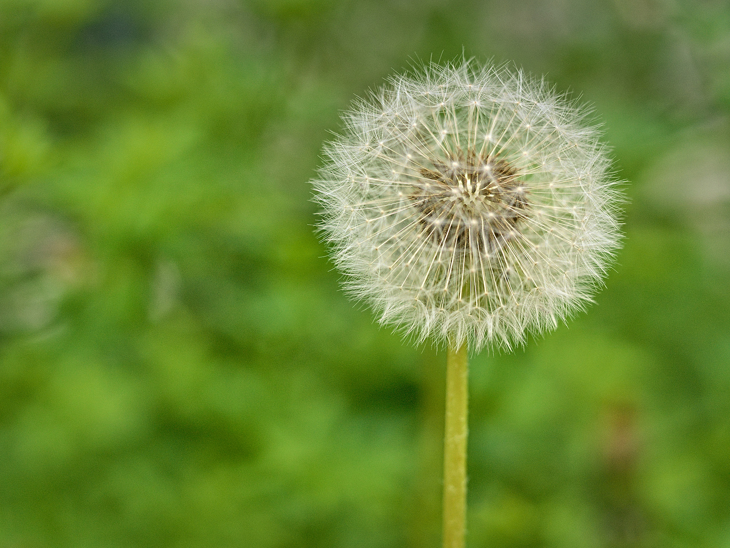 Pusteblume