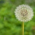 Pusteblume