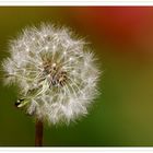 - Pusteblume -