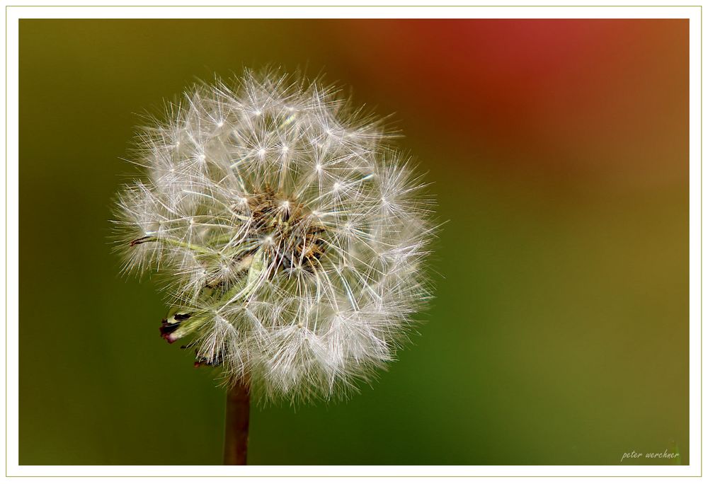 - Pusteblume -