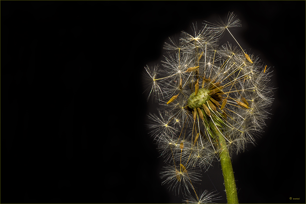 ~ Pusteblume ~