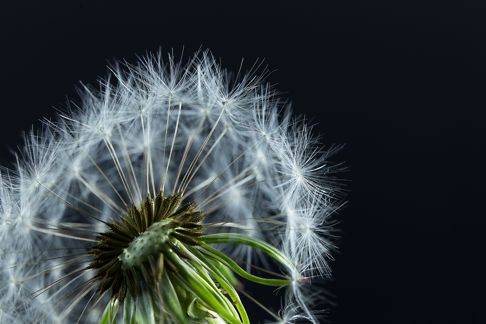 Pusteblume