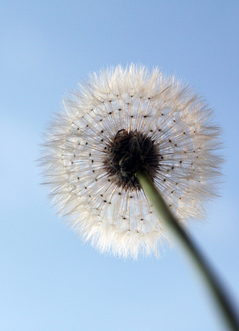 Pusteblume