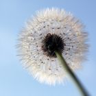 Pusteblume