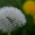 Pusteblume