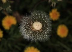 Pusteblume