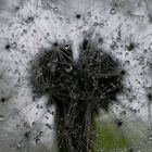 Pusteblume