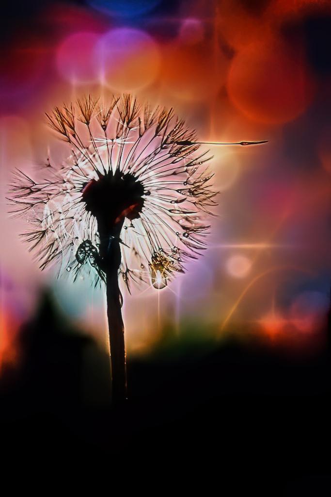 Pusteblume