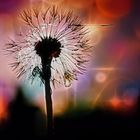 Pusteblume