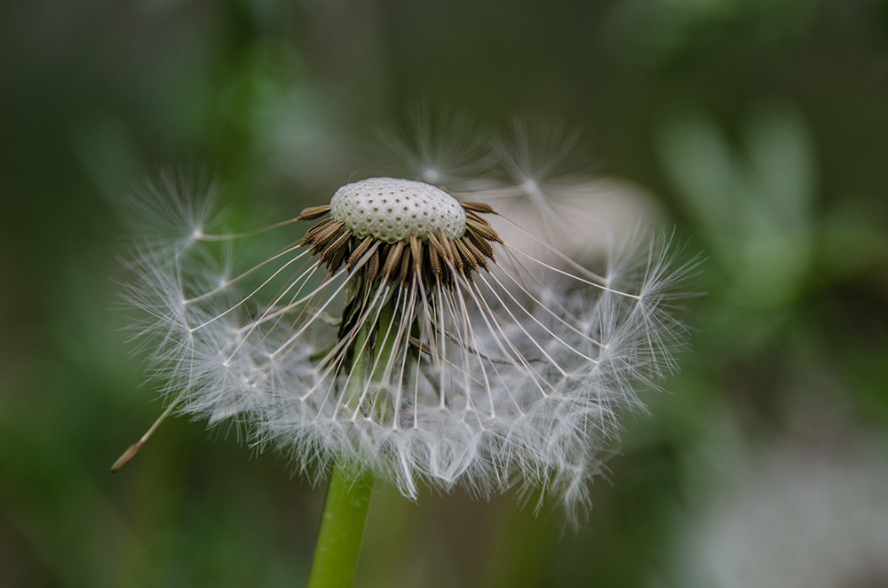 Pusteblume