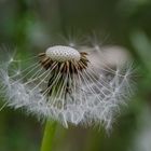 Pusteblume