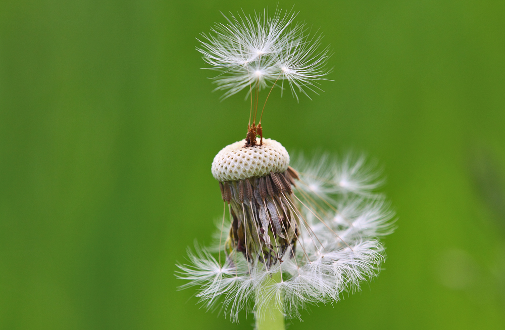 Pusteblume